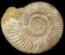 Perisphinctes Ammonite - Jurassic #46919-1